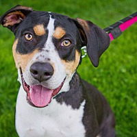 adopt-pet