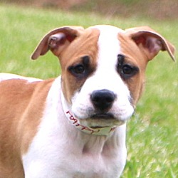 Thumbnail photo of Duke~adopted! #1