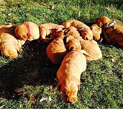 Photo of Golden Retriever puppies