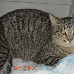 Thumbnail photo of SHEBA #1
