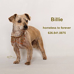 Thumbnail photo of Billie #1