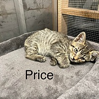 Photo of Price