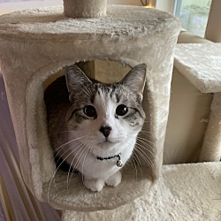 Photo of Lotus