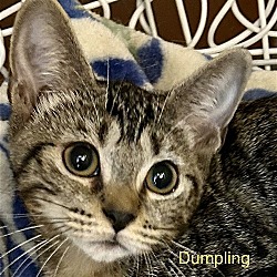 Thumbnail photo of Dumpling #1