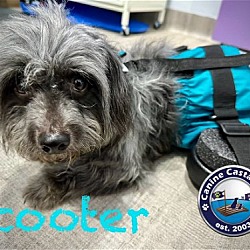 Thumbnail photo of Scooter #2