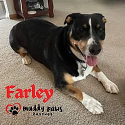 Photo of Farley (Courtesy Post)