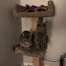 Photo of Gadget and Gizmo