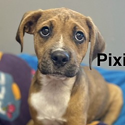 Thumbnail photo of Pixie - Boxer Hound 4pack #3