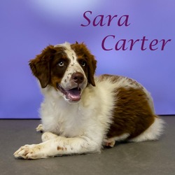 Thumbnail photo of Sara Carter D24-141 #1