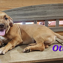 Thumbnail photo of Otis #1