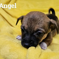 Thumbnail photo of Angel #1