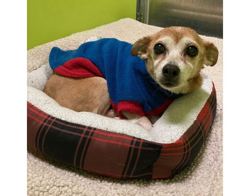 Spokane, WA - Chihuahua/Mixed Breed (Small). Meet Chloe a Pet for ...