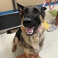 adopt a pet