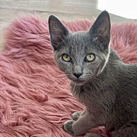 adopt a pet