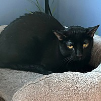 adopt-pet
