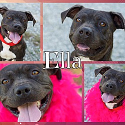 Thumbnail photo of Ella ($200 Adoption Fee) #1
