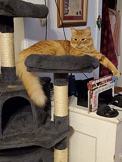 martini cat tree