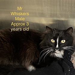 Photo of Mr. Whiskers