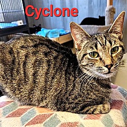 Thumbnail photo of Cyclone #3