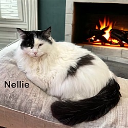 Photo of Nellie