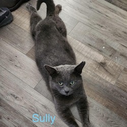 Thumbnail photo of Sully #1