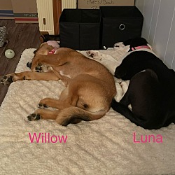 Photo of Willow and Luna