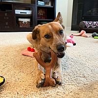 adopt a pet