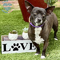 adopt a pet