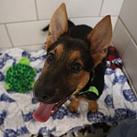 adopt a pet