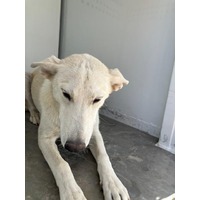 adopt-pet