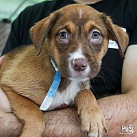 adopt a pet