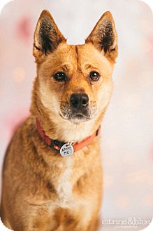 Portland Or Australian Cattle Dog Meet Zoe A Pet For