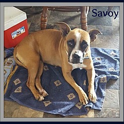 Thumbnail photo of SAVOY #2
