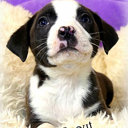 Thumbnail photo of Scout~adopted! #4