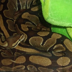 Thumbnail photo of Ball Pythons (8) #2