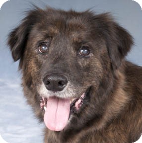 Naperville, IL - Australian Shepherd. Meet Mallory a Dog for Adoption.