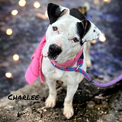 Photo of Charlee