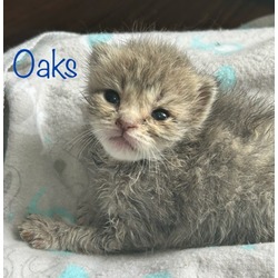 Thumbnail photo of Oaks #2