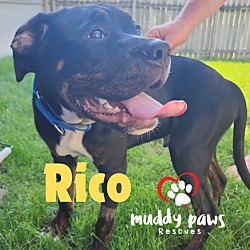 Thumbnail photo of Rico #3