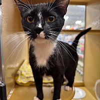 adopt a pet