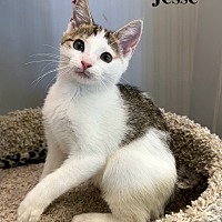 adopt a pet
