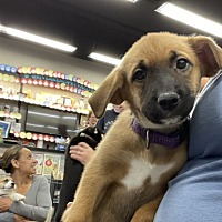 adopt a pet