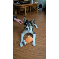 adopt-pet