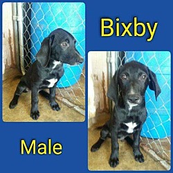 Thumbnail photo of Bixby in CT #1