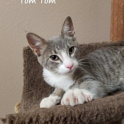 Thumbnail photo of Tom Tom #3