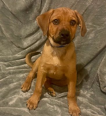 Hillside, IL - Beagle/Mountain Cur. Meet Caroline a Pet for Adoption ...