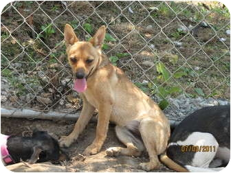 rat terrier pomeranian
