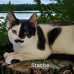 Thumbnail photo of Stache #3