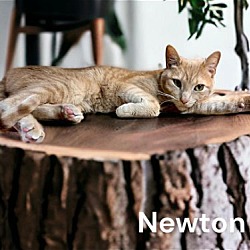 Thumbnail photo of (Fig) Newton #2