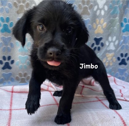Photo of Jimbo